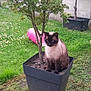 Miline participe au concours pour gagner de l'argent avec cette photo : animal, cat, cute, daylight, flower_pot, fur, garden, grass, greenery, nature, outdoor, pet, pink_toy, plant, plant_pot, playful, siamese_cat, sitting, small_tree, tree