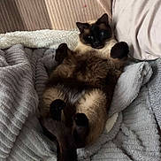 Fifille participe au concours pour gagner de l'argent avec cette photo : cat, siamese_cat, lying_down, blanket, pillow, cozy, indoor, furry, relaxed, pet, animal, cute, resting, soft_texture, sleepy, comfort, home, fur, whiskers, paw