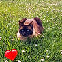 alert, animal, blue_eyes, cat, crouching, cute, daylight, ear, field, flowers, fur, grass, greenery, heart_emoji, nature, outdoor, pet, siamese_cat, wall, whiskers