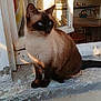 Fifille participe au concours pour gagner de l'argent avec cette photo : cat, siamese_cat, windowsill, sunlight, indoor, window, furniture, table, chair, home, pet, animal, sitting, blue_eyes, fur, whiskers, calm, shadow, daylight, relaxing