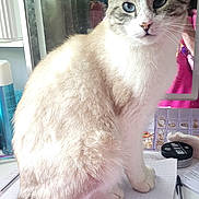 Cachou participe au concours pour gagner de l'argent avec cette photo : cat, blue_eyes, fluffy, sitting, desk, pen, papers, mirror, reflection, indoor, feline, curious, domestic_animal, white_fur, striped_tail, person_reflection, stationery, container, jewelry_box, cosmetics