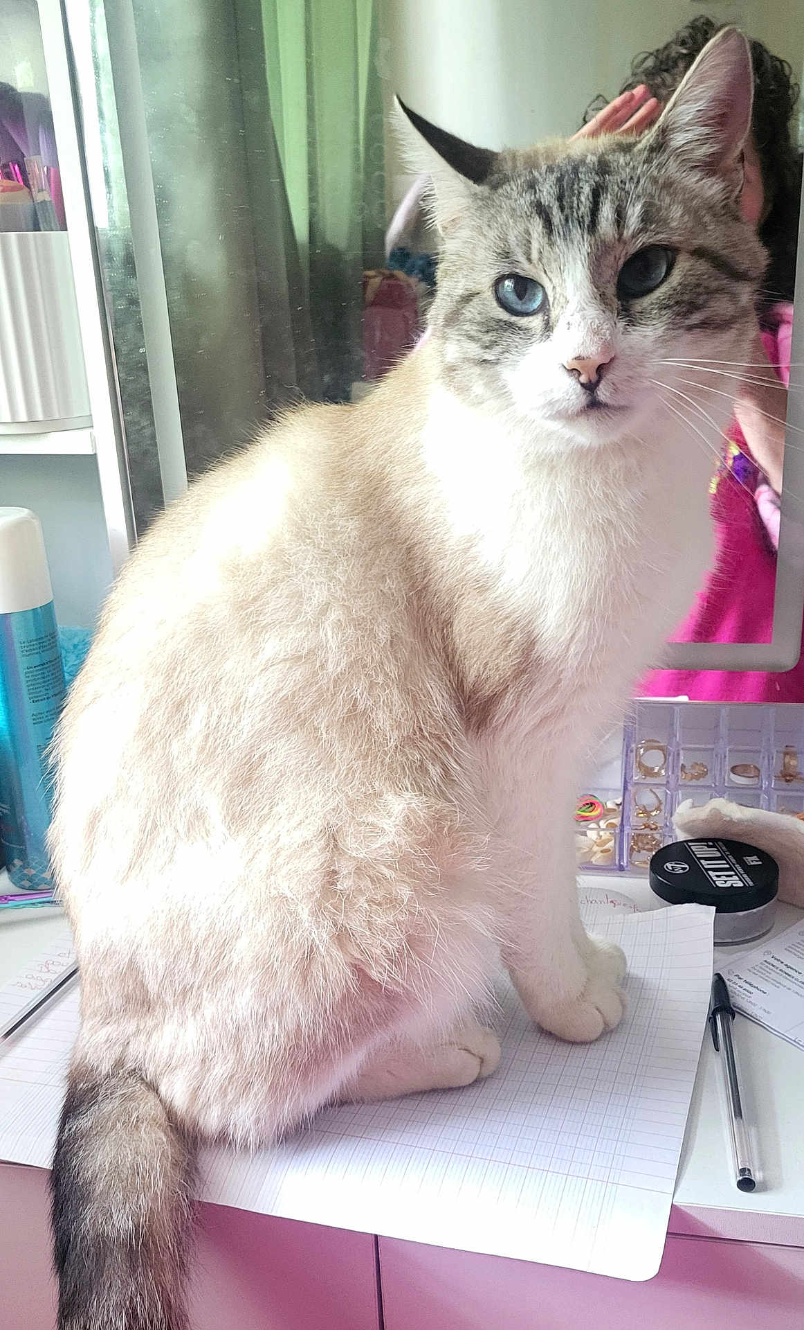 Cachou participe au concours pour gagner de l'argent avec cette photo : cat, blue_eyes, fluffy, sitting, desk, pen, papers, mirror, reflection, indoor, feline, curious, domestic_animal, white_fur, striped_tail, person_reflection, stationery, container, jewelry_box, cosmetics