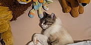 Cachou a rejoint le concours — aidez-le/la à gagner de superbes lots ! cat, sleeping, blanket, plush_toy, lion_toy, stuffed_animal, bed, fur, indoor, cozy, peaceful, soft, toy, animal, resting, cute, feline, comfort, nap, home