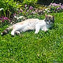 Cachou a rejoint le concours — aidez-le/la à gagner de superbes lots ! cat, grass, flower_bed, purple_flower, white_flower, sunlight, outdoor, pet, feline, relaxing, nature, greenery, animal, garden, summer, peaceful, laying, mammal, domestic_animal, flora