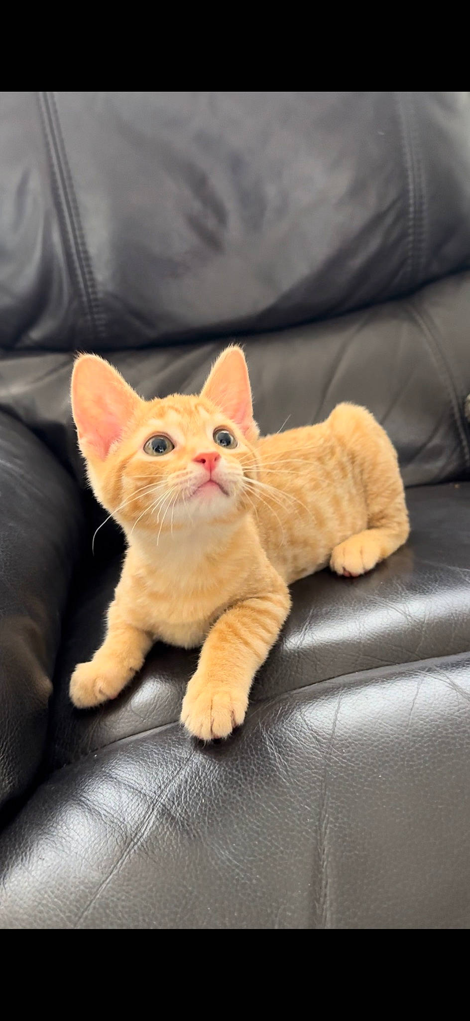 Frank is registered to the contest to win money with this photo: carnivore, cat, comfort, couch, domestic_short_haired_cat, ear, eye, fawn, felidae, foot, fur, gesture, head, leg, paw, small_to_medium_sized_cats, snout, tail, whiskers, wood