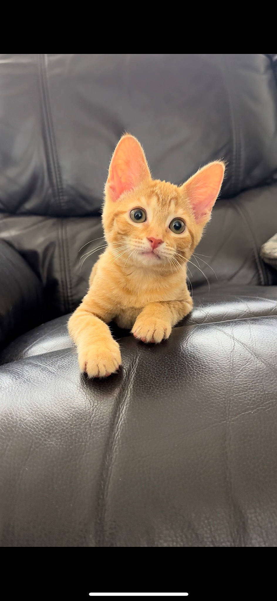 Frank joined the competition — help win amazing prizes! carnivore, cat, claw, comfort, couch, eye, fawn, felidae, foot, fur, gesture, head, human_leg, paw, small_to_medium_sized_cats, snout, tail, whiskers, window, wood