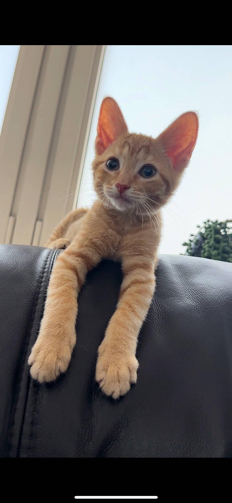 Frank joined the competition — help win amazing prizes! carnivore, cat, claw, comfort, domestic_short_haired_cat, eye, fawn, felidae, foot, fur, gesture, paw, sitting, small_to_medium_sized_cats, snout, tail, terrestrial_animal, whiskers