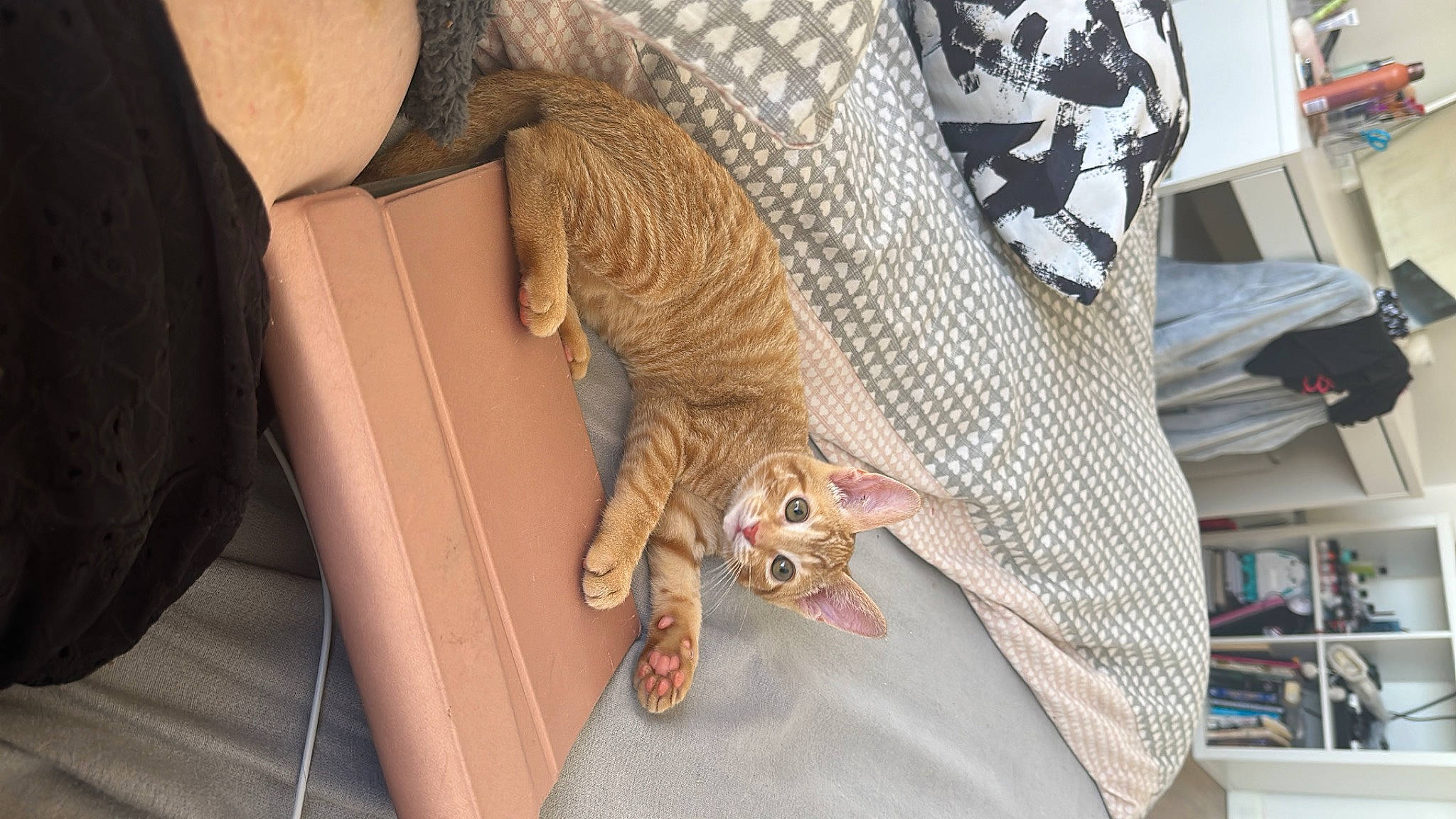 Frank joined the competition — help win amazing prizes! big_cats, carnivore, cat, claw, comfort, domestic_short_haired_cat, fawn, felidae, fur, human_leg, linens, pattern, small_to_medium_sized_cats, snout, tail, terrestrial_animal, textile, toy, whiskers, wood