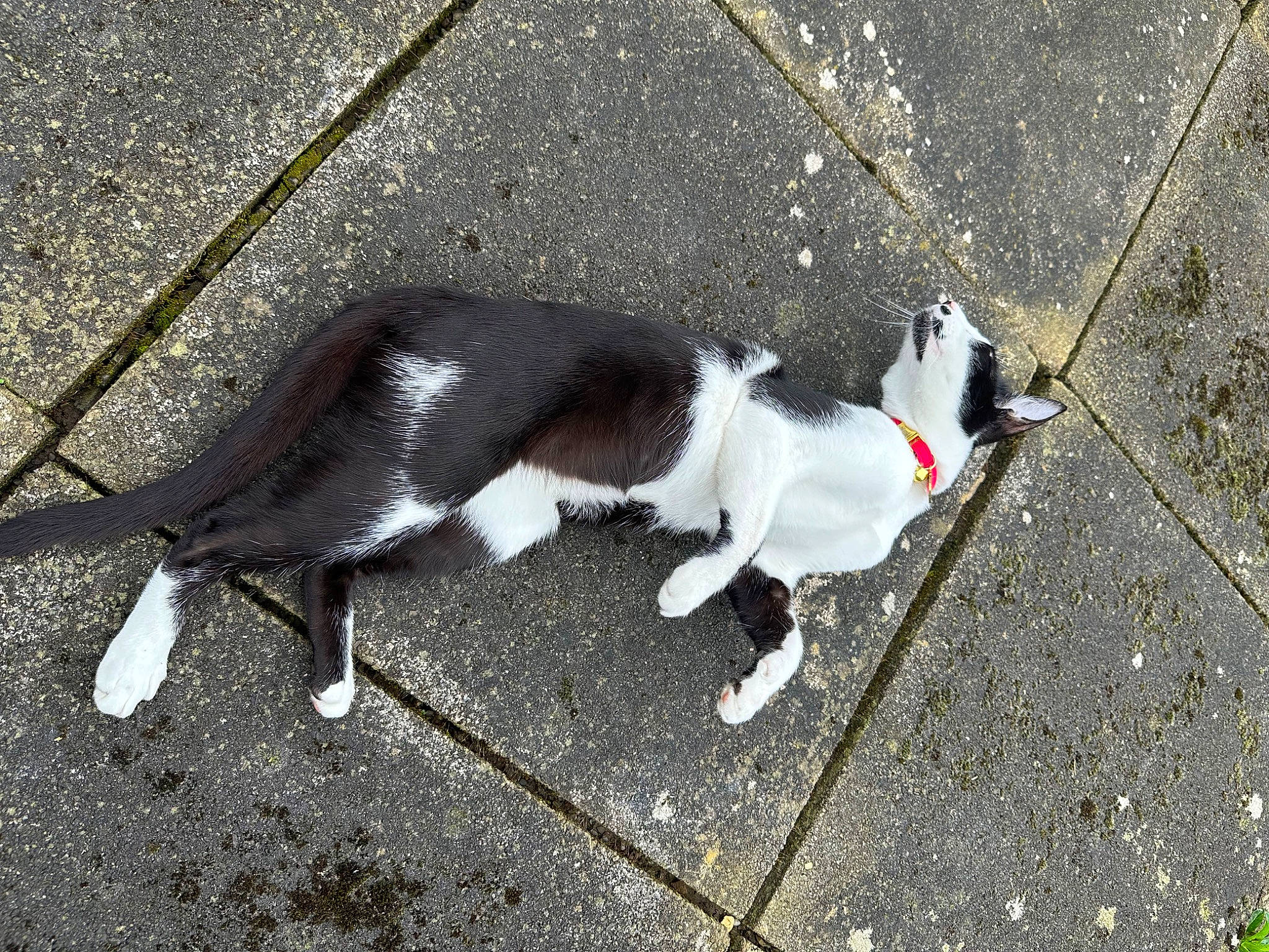 Nigel is registered to the contest to win money with this photo: asphalt, canidae, carnivore, collar, companion_dog, concrete, dog, dog_breed, dog_collar, dog_supply, fashion_accessory, leash, pet_supply, road, road_surface, shadow, sidewalk, snout, sporting_group, tail