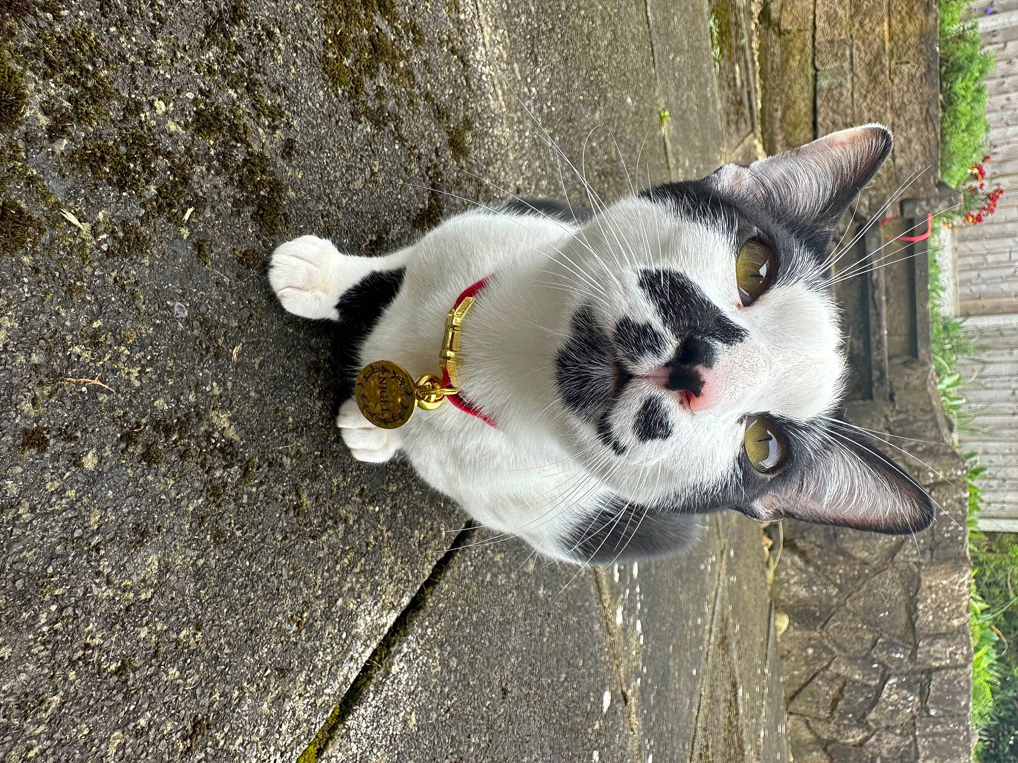 Nigel joined the competition — help win amazing prizes! art, asphalt, carmine, carnivore, cat, collar, dog_breed, domestic_short_haired_cat, fang, felidae, fur, grass, plant, road_surface, small_to_medium_sized_cats, snout, tail, terrestrial_animal, tree, whiskers