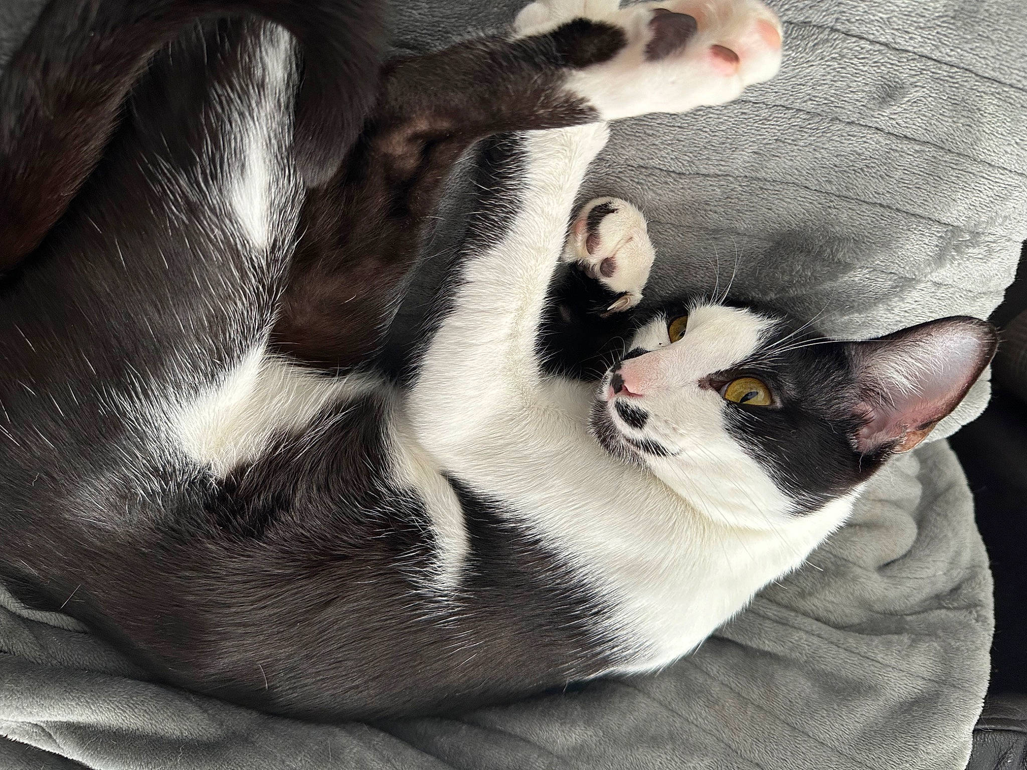 Nigel joined the competition — help win amazing prizes! carnivore, cat, cloud, comfort, companion_dog, dog_breed, domestic_short_haired_cat, ear, felidae, foot, fur, grey, linens, mammal, paw, small_to_medium_sized_cats, snout, tail, vertebrate, whiskers