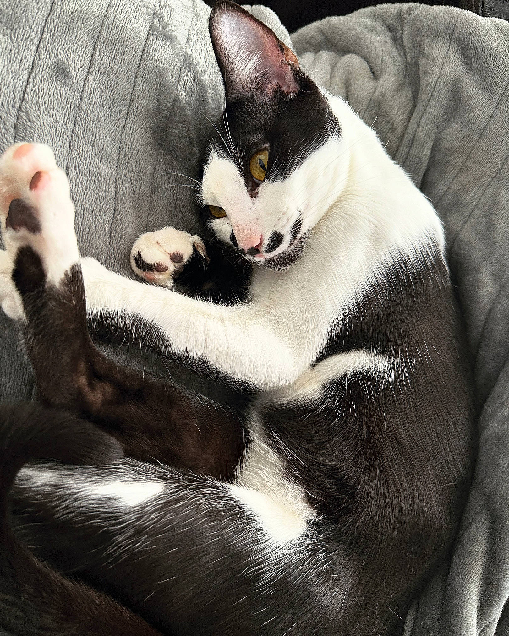 Nigel joined the competition — help win amazing prizes! black_cat, carnivore, cat, claw, cloud, comfort, domestic_short_haired_cat, eye, felidae, fur, grey, head, lap, leg, paw, sitting, small_to_medium_sized_cats, snout, tail, whiskers