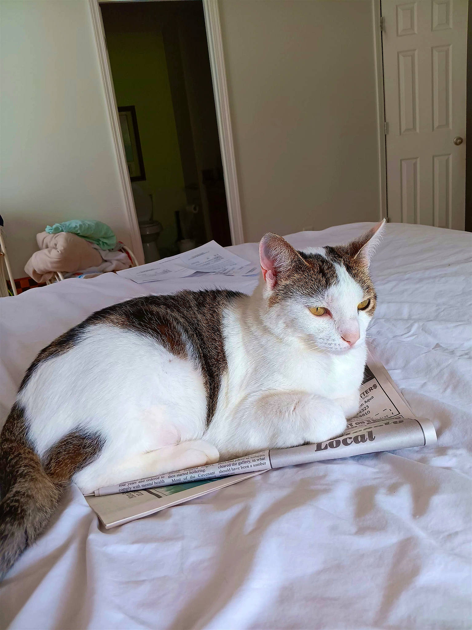 Sissy joined the competition — help win amazing prizes! carnivore, cat, cat_supply, comfort, domestic_short_haired_cat, door, eye, fawn, felidae, fur, linens, paw, sitting, small_to_medium_sized_cats, snout, tail, terrestrial_animal, whiskers, window, wood