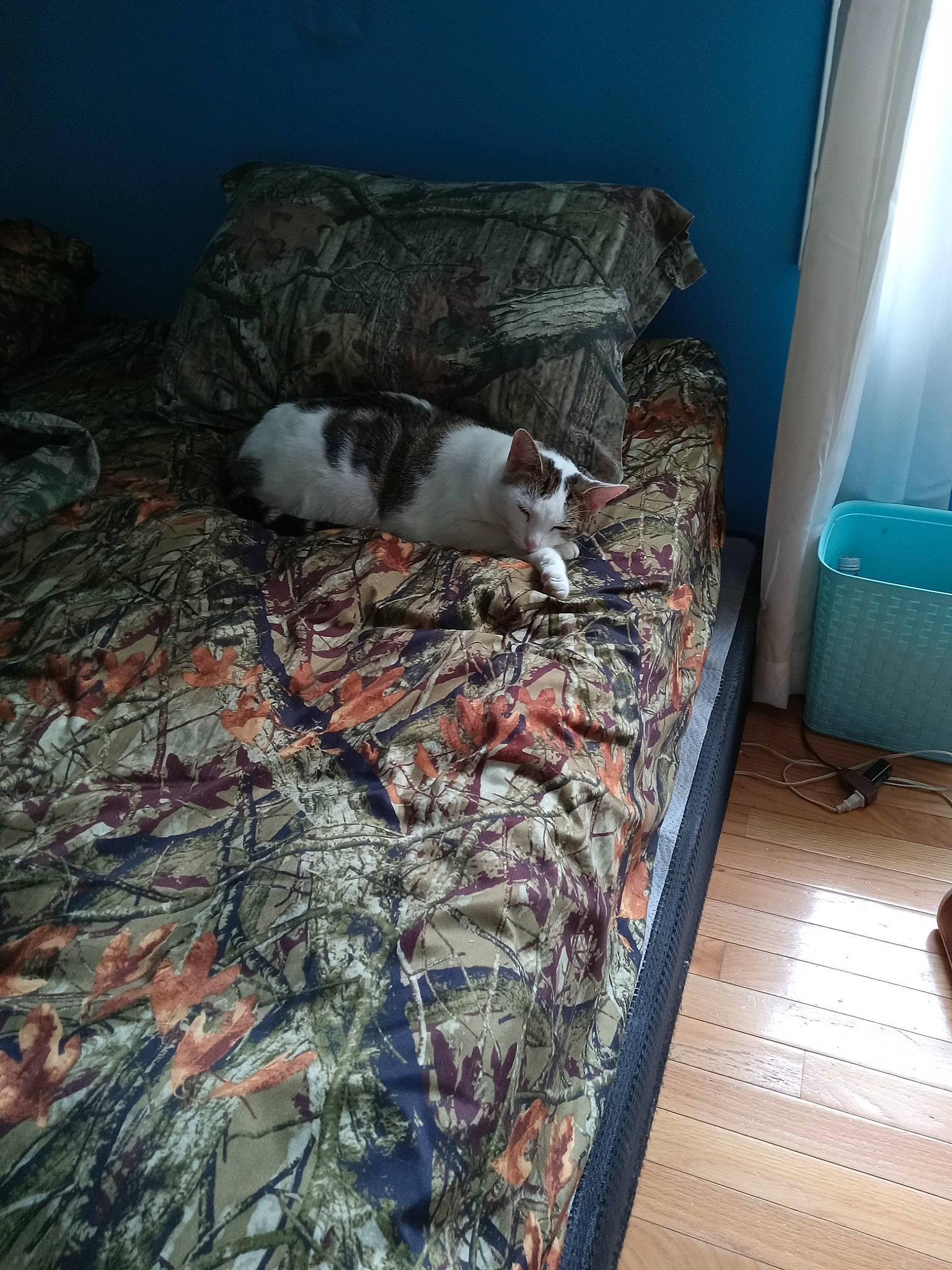 Sissy is registered to the contest to win money with this photo: blue, carnivore, carpet, cat, comfort, dog_breed, domestic_short_haired_cat, felidae, floor, flooring, fur, hardwood, linens, room, small_to_medium_sized_cats, sporting_group, tail, whiskers, wood, wood_flooring