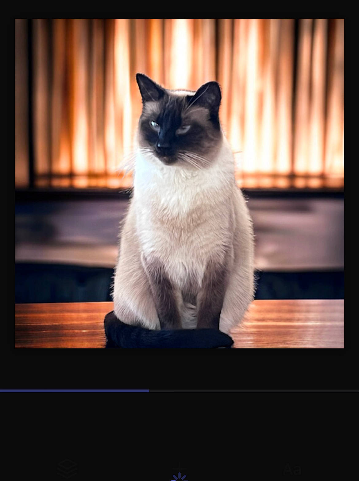Snoshu Mingtoi joined the competition — help win amazing prizes! birman, carnivore, cat, darkness, eye, fawn, felidae, fur, head, human_body, picture_frame, rectangle, siamese, sitting, small_to_medium_sized_cats, snout, still_life_photography, tail, tints_and_shades, whiskers
