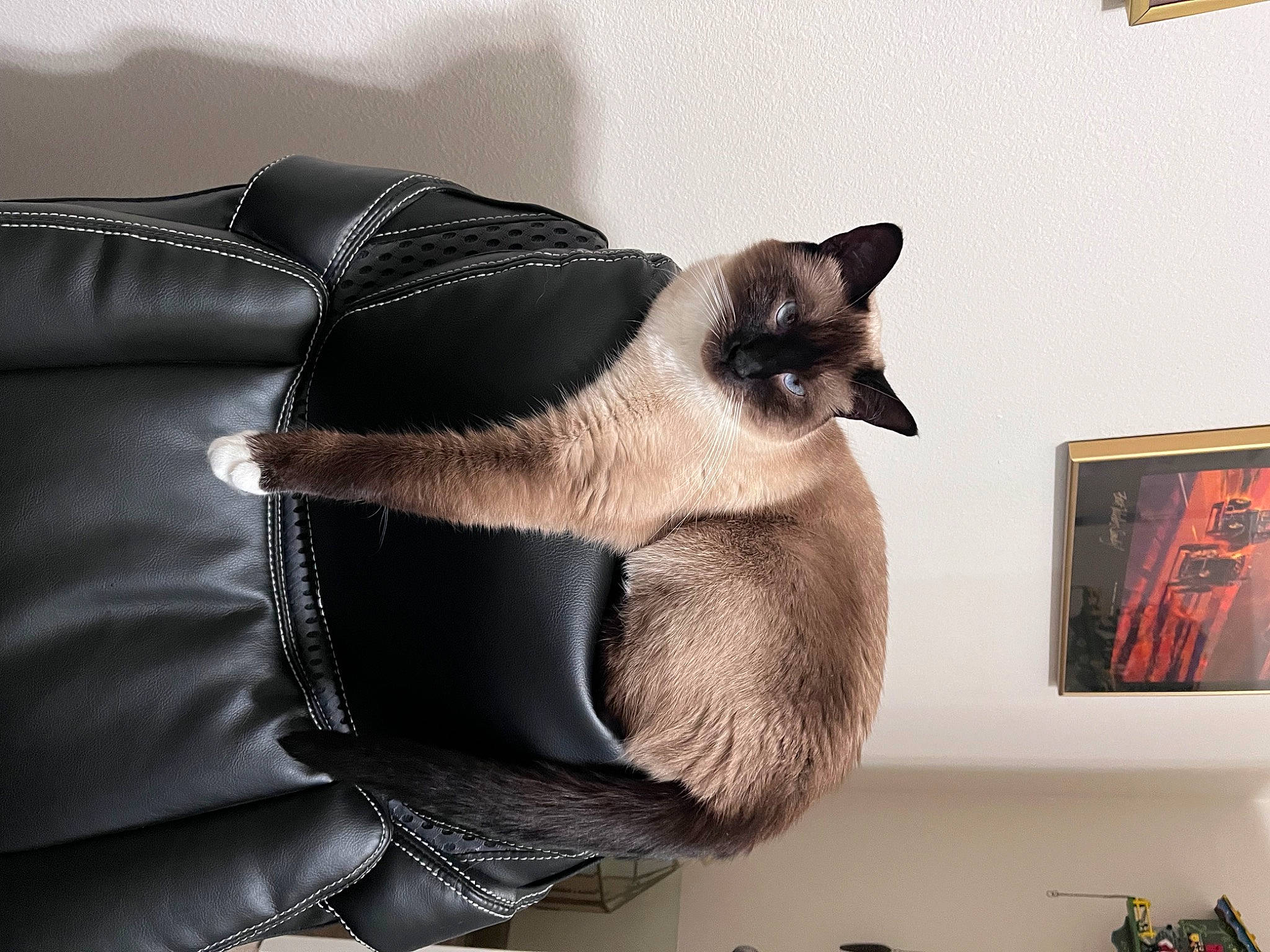 Snoshu Mingtoi is registered to the contest to win money with this photo: balinese, birman, carnivore, cat, comfort, domestic_short_haired_cat, fawn, felidae, fur, paw, picture_frame, siamese, small_to_medium_sized_cats, snout, tail, thai, tonkinese, tree, visual_arts, whiskers