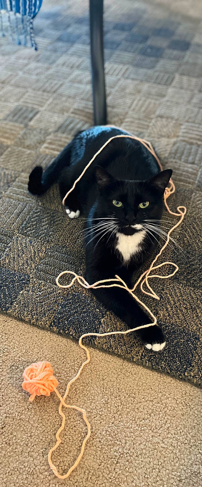 Shilo Mulan joined the competition — help win amazing prizes! asphalt, black_cat, carnivore, cat, claw, domestic_short_haired_cat, felidae, flooring, foot, fur, grass, road_surface, shadow, sitting, small_to_medium_sized_cats, snout, tail, terrestrial_animal, tints_and_shades, whiskers