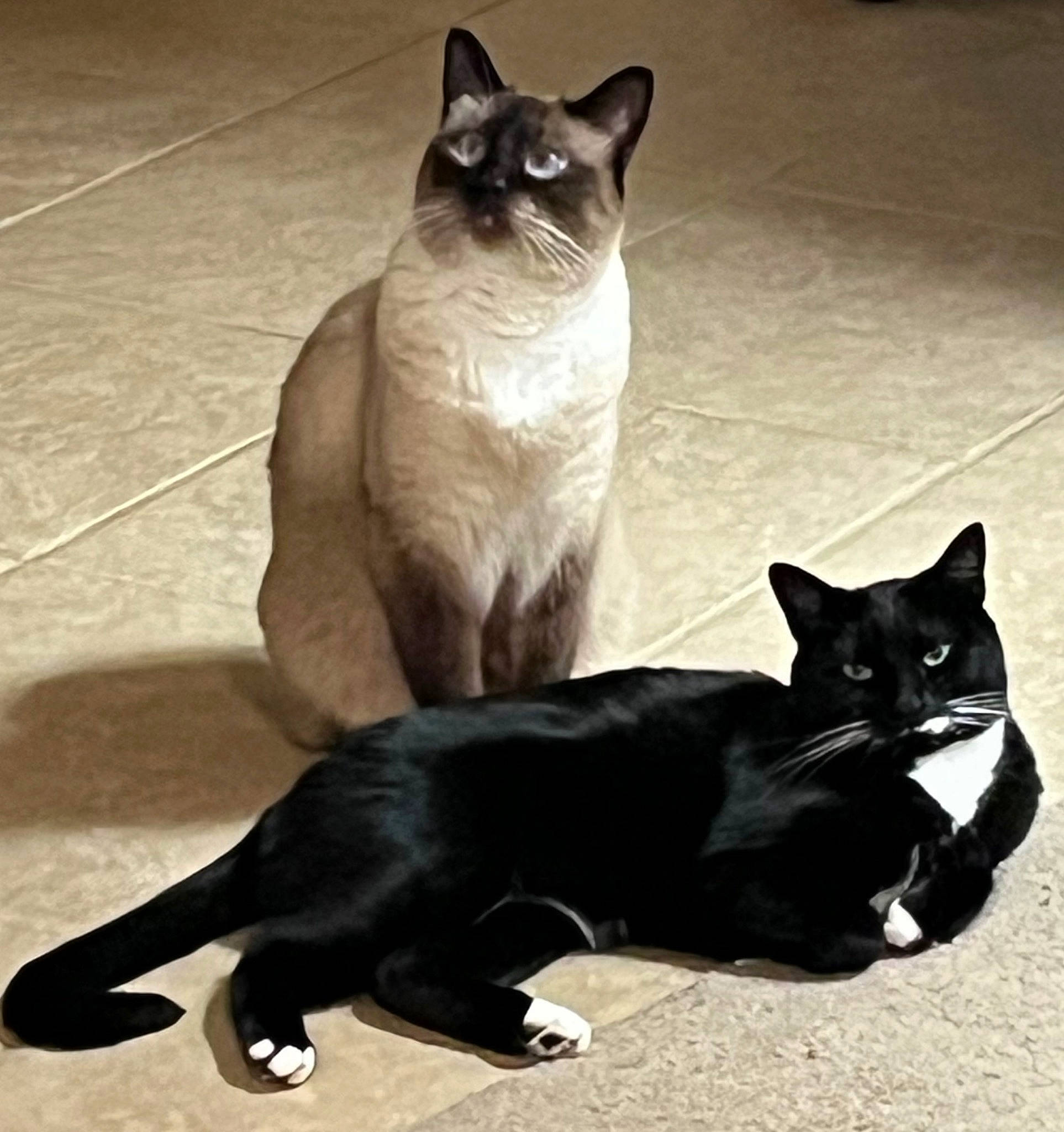 Shilo Mulan is registered to the contest to win money with this photo: black_cat, bombay, carnivore, cat, domestic_short_haired_cat, felidae, floor, flooring, fur, grey, mammal, paw, pet_supply, siamese, small_to_medium_sized_cats, snout, tail, thai, vertebrate, whiskers