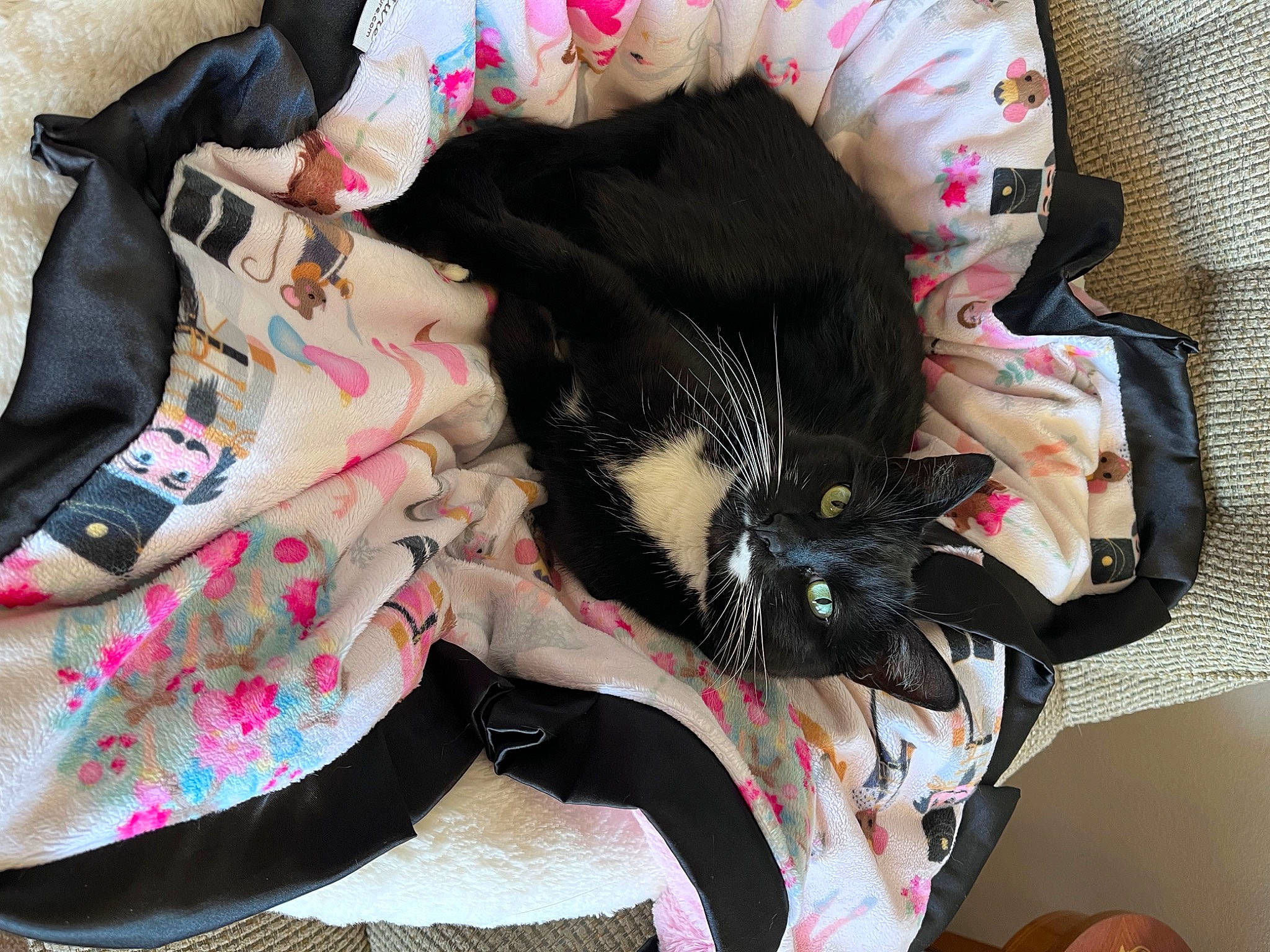 Shilo Mulan joined the competition — help win amazing prizes! bag, black_cat, carmine, carnivore, cat, comfort, domestic_short_haired_cat, fashion_accessory, felidae, fur, hat, lap, luggage_and_bags, pattern, pink, plant, small_to_medium_sized_cats, tail, tree, whiskers