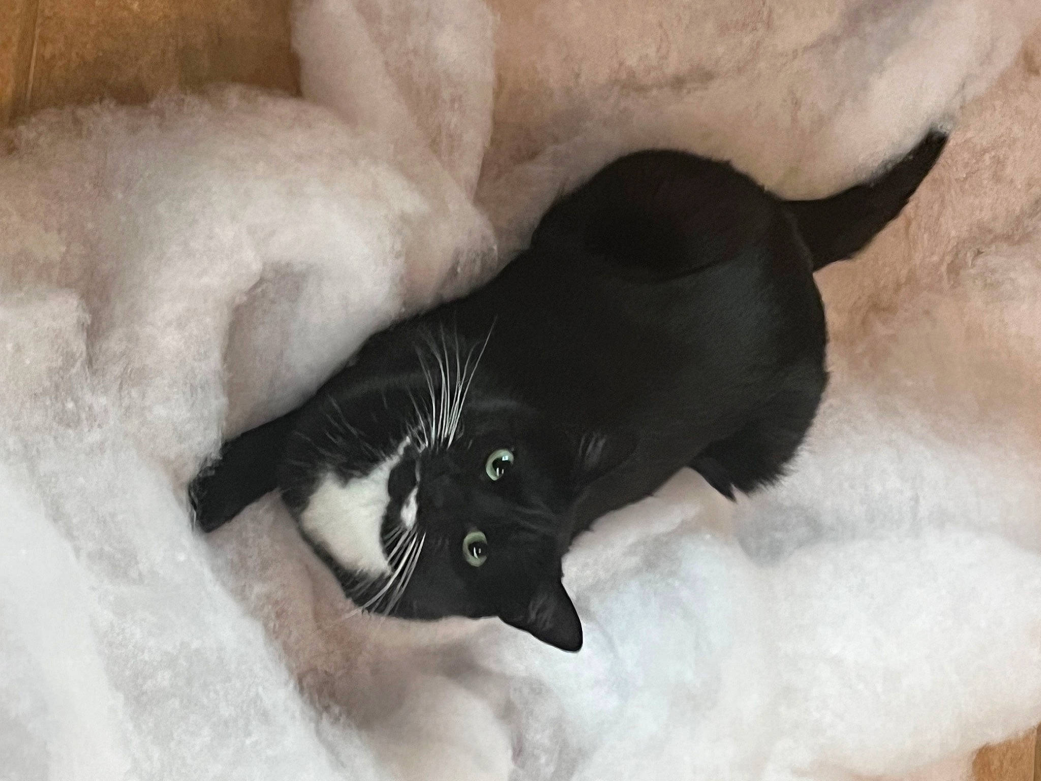 Shilo Mulan is registered to the contest to win money with this photo: black_cat, bombay, canidae, carnivore, cat, claw, comfort, dog_breed, domestic_short_haired_cat, felidae, fur, mammal, monochrome_photography, paw, small_to_medium_sized_cats, snout, snow, tail, whiskers, winter