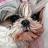 dog, close_up, fluffy, fur, pink_hair_clip, pet, cute, animal, face, black_nose, whiskers, lying_down, resting, soft_texture, indoor, cozy, adorable, brown_eyes, white_fur, pastel_background
