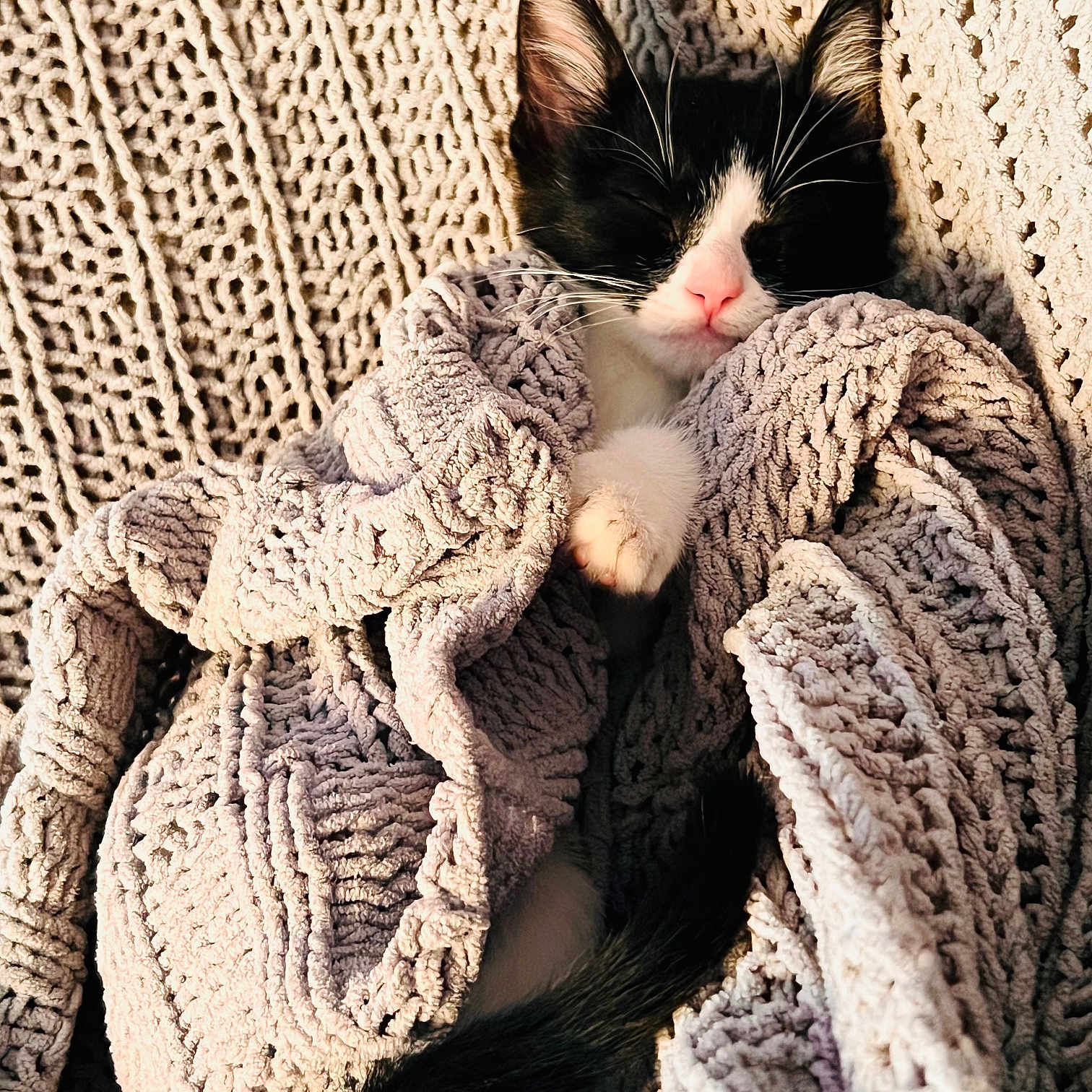 Penelope is registered to the contest to win money with this photo: animal, black_and_white, blanket, cat, close_up, comfort, cozy, cute, fur, indoor, kitten, knit, paw, pet, relaxation, resting, sleeping, tail, texture, warm_lighting