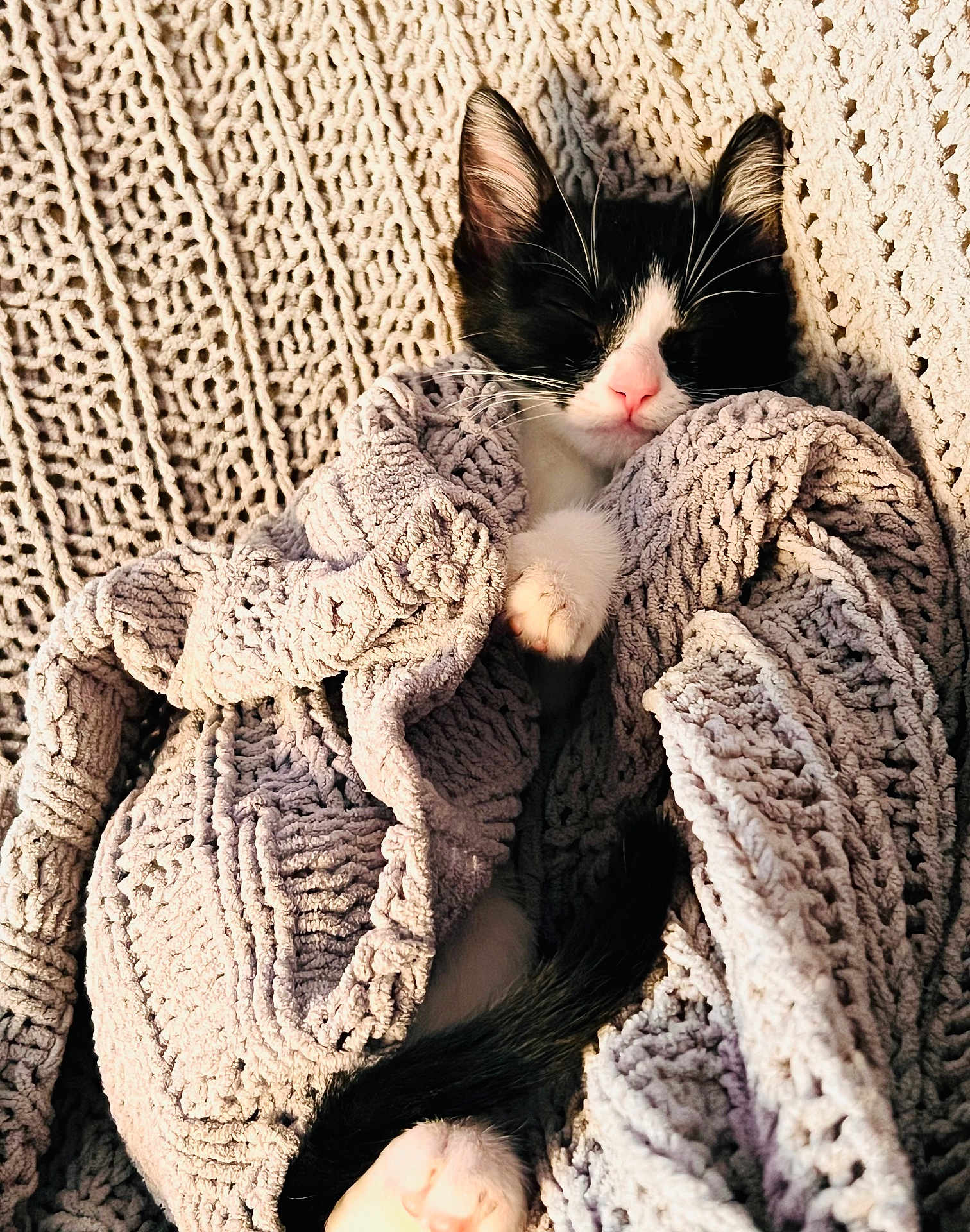Penelope is registered to the contest to win money with this photo: cat, kitten, black_and_white, sleeping, blanket, knit, cozy, paw, tail, resting, cute, pet, fur, indoor, texture, warm_lighting, relaxation, comfort, close_up, animal