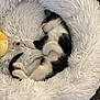 Penelope is registered to the contest to win money with this photo: kitten, cat, sleeping, pet_bed, fluffy, white, black, cozy, indoor, animal, cute, fur, resting, curled_up, soft, small, domestic_cat, floor, peaceful, relaxing