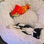 kitten, cat, plush_fish, fluffy_bed, sleeping, black_and_white, toy, pet_bed, cute, cozy, indoor, resting, soft, animal, feline, stuffed_animal, relaxation, home, comfort, colorful