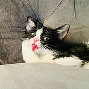 Penelope joined the competition — help win amazing prizes! kitten, cat, black_and_white, tongue_out, pet, cute, feline, whiskers, ears, fur, animal, lying_down, closeup, indoor, soft_texture, cozy, adorable, young, domestic_animal, couch