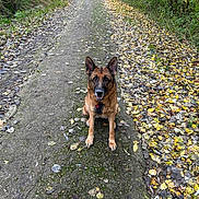 Olia participe au concours pour gagner de l'argent avec cette photo : dog, german_shepherd, path, autumn, leaves, trees, forest, outdoor, nature, animal, pet, canine, walking_path, fall, seasonal, moss, quiet, scenic, loyal, alert