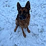 Olia a rejoint le concours — aidez-le/la à gagner de superbes lots ! dog, german_shepherd, snow, winter, outdoor, animal, pet, fur, ears, sitting, nature, cold, canine, mammal, attention, portrait, blurred_background, snowflakes, quiet, daylight