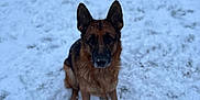 Olia participe au concours pour gagner de l'argent avec cette photo : german_shepherd, dog, snow, outdoor, animal, pet, winter, canine, fur, mammal, sitting, looking, nature, cold, grass, background_blur, ears, face, portrait, alone