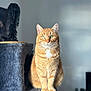 cat, orange_tabby, green_eyes, cat_tree, gray, feline, pet, indoor, portrait, sitting, animal, fur, whiskers, cute, domestic_cat, soft_light, blurred_background, cozy, two_cats, shadow