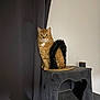 cat, orange_tabby, cat_tree, curtain, indoor, pet, feline, animal, fur, whiskers, ears, claws, sitting, looking, home, domestic, furniture, black, gray, wall