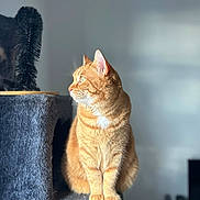 Edouard a rejoint le concours — aidez-le/la à gagner de superbes lots ! cat, orange_tabby, pet, animal, feline, cat_tree, carpeted, indoor, portrait, sitting, looking_away, green_eyes, soft_light, furry, whiskers, ears, paws, side_profile, cozy, blurred_background