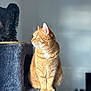 cat, orange_tabby, pet, animal, feline, cat_tree, carpeted, indoor, portrait, sitting, looking_away, green_eyes, soft_light, furry, whiskers, ears, paws, side_profile, cozy, blurred_background