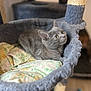Vanille participe au concours pour gagner de l'argent avec cette photo : cat, gray_cat, cat_hammock, floral_fabric, pet, indoor, cozy, curious, feline, animal, soft_texture, resting, play_area, close_up, household, cute, whiskers, ears, paws, pet_bed