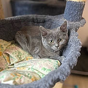 Vanille a rejoint le concours — aidez-le/la à gagner de superbes lots ! kitten, cat, gray_cat, pet, animal, cat_bed, cushion, floral_pattern, indoor, furniture, cozy, cute, young_cat, resting, looking_at_camera, soft_texture, feline, domestic_cat, relaxed, close_up