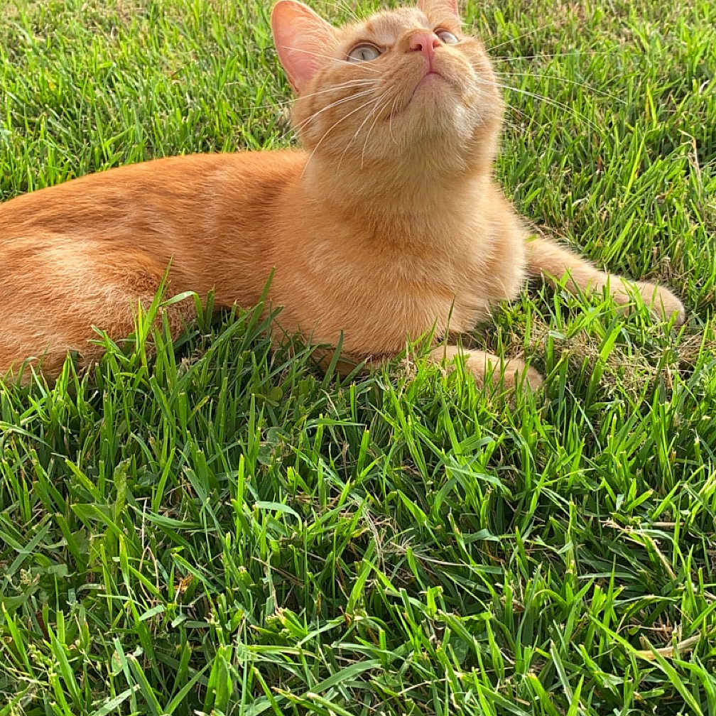 Scoot participe au concours pour gagner de l'argent avec cette photo : animal, cat, close_up, curious, daylight, ears, feline, fur, ginger_cat, grass, greenery, looking_up, mammal, nature, outdoor, peaceful, pet, relaxing, sunlight, whiskers