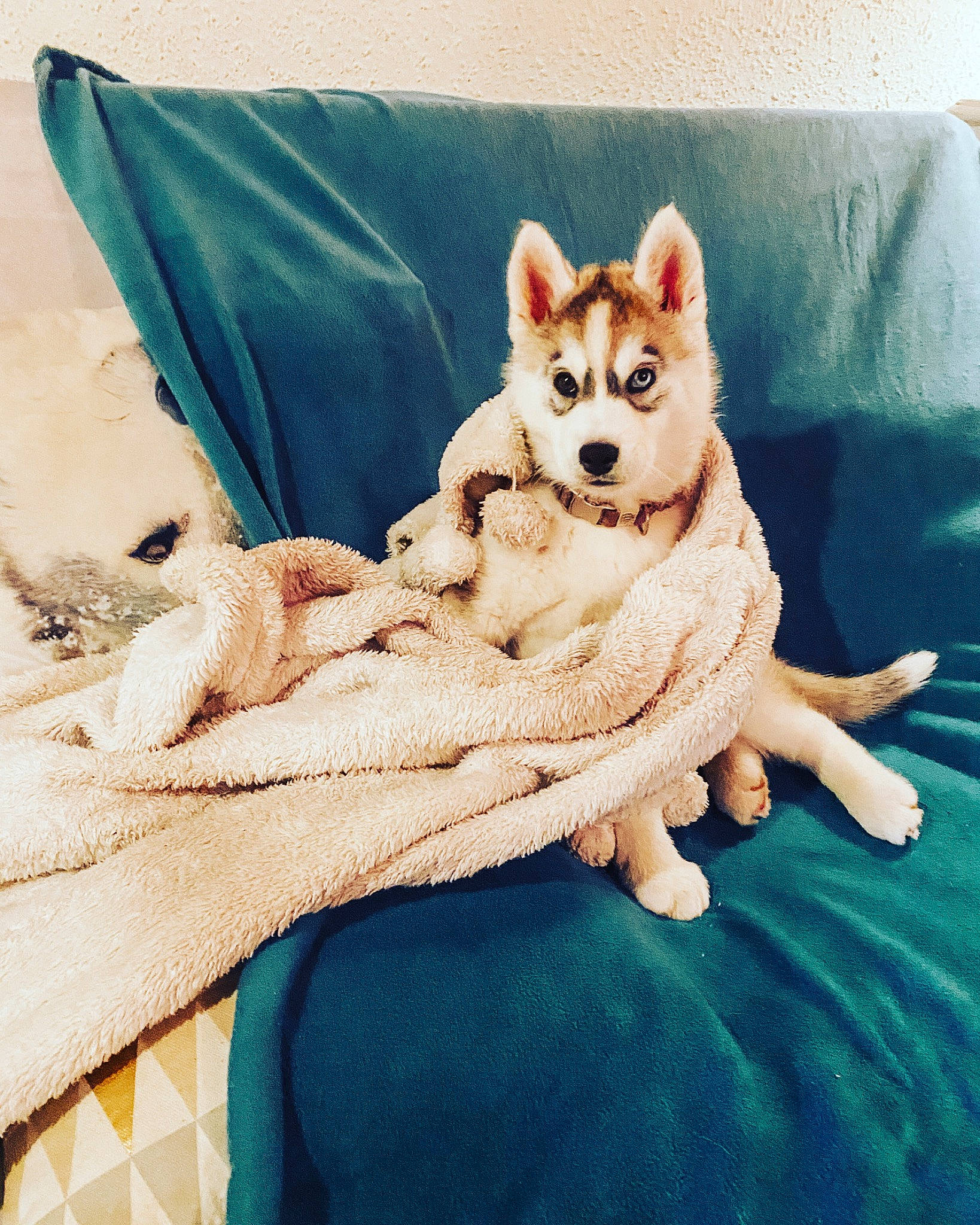 Rolly a rejoint le concours — aidez-le/la à gagner de superbes lots ! bedding, carnivore, comfort, companion_dog, couch, dog, dog_breed, electric_blue, fawn, felidae, flooring, fur, furniture, linens, pattern, paw, small_to_medium_sized_cats, tail, terrestrial_animal, whiskers