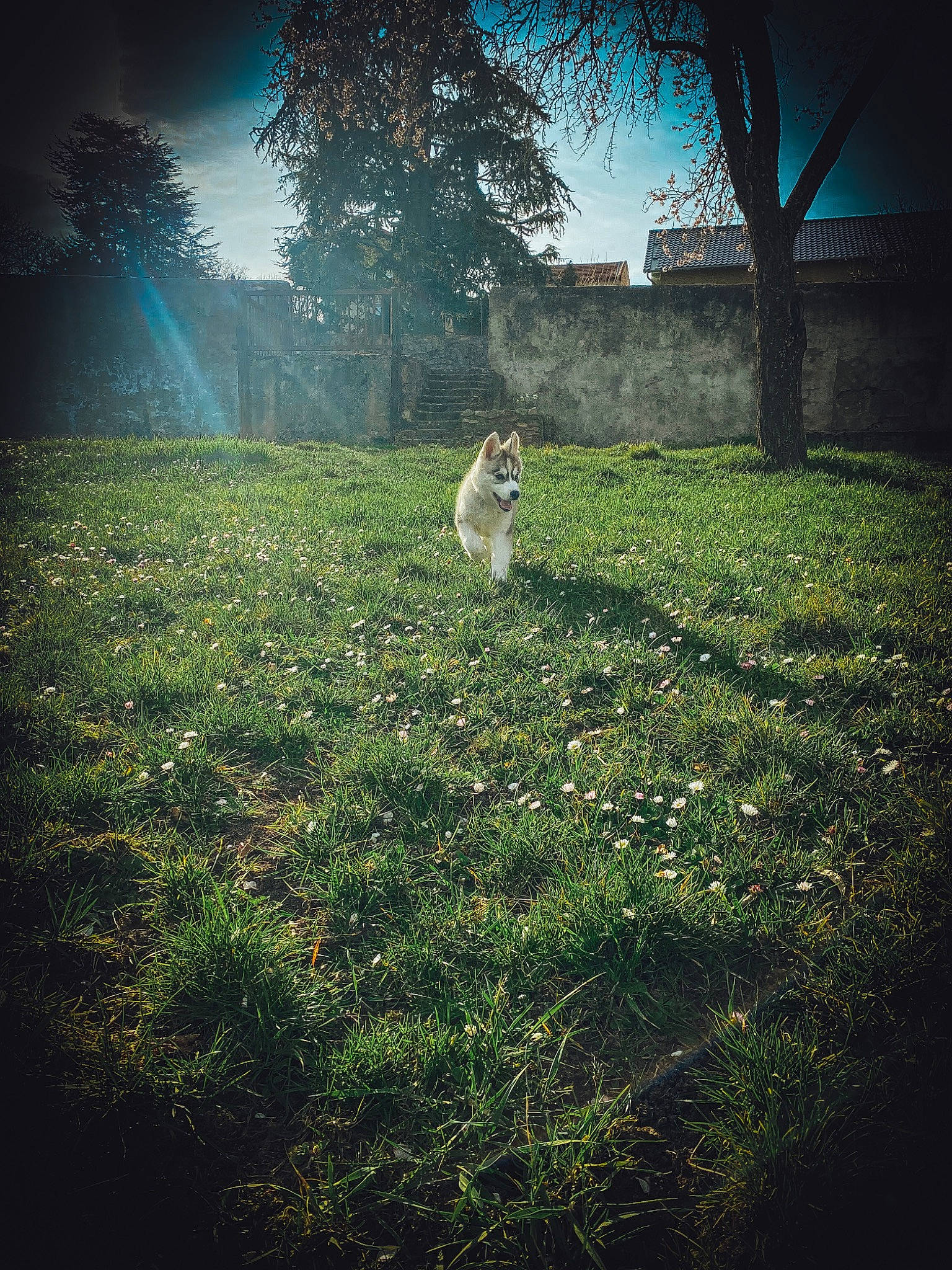 Rolly a rejoint le concours — aidez-le/la à gagner de superbes lots ! atmosphere, carnivore, cat, fawn, felidae, grass, grassland, landscape, leaf, morning, natural_landscape, people_in_nature, plant, rectangle, sky, small_to_medium_sized_cats, sunlight, tree, vegetation, whiskers
