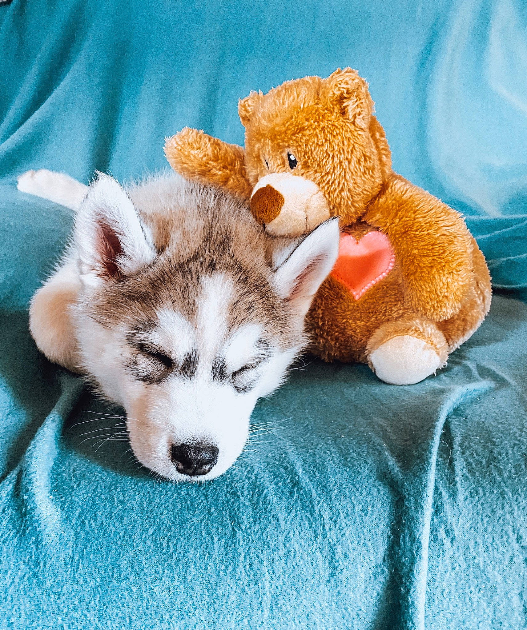 Rolly participe au concours pour gagner de l'argent avec cette photo : canidae, carnivore, comfort, companion_dog, dog, dog_breed, fawn, fur, linens, mammal, paw, plush, stuffed_toy, tail, teddy_bear, terrestrial_animal, toy, whiskers, wool, working_animal