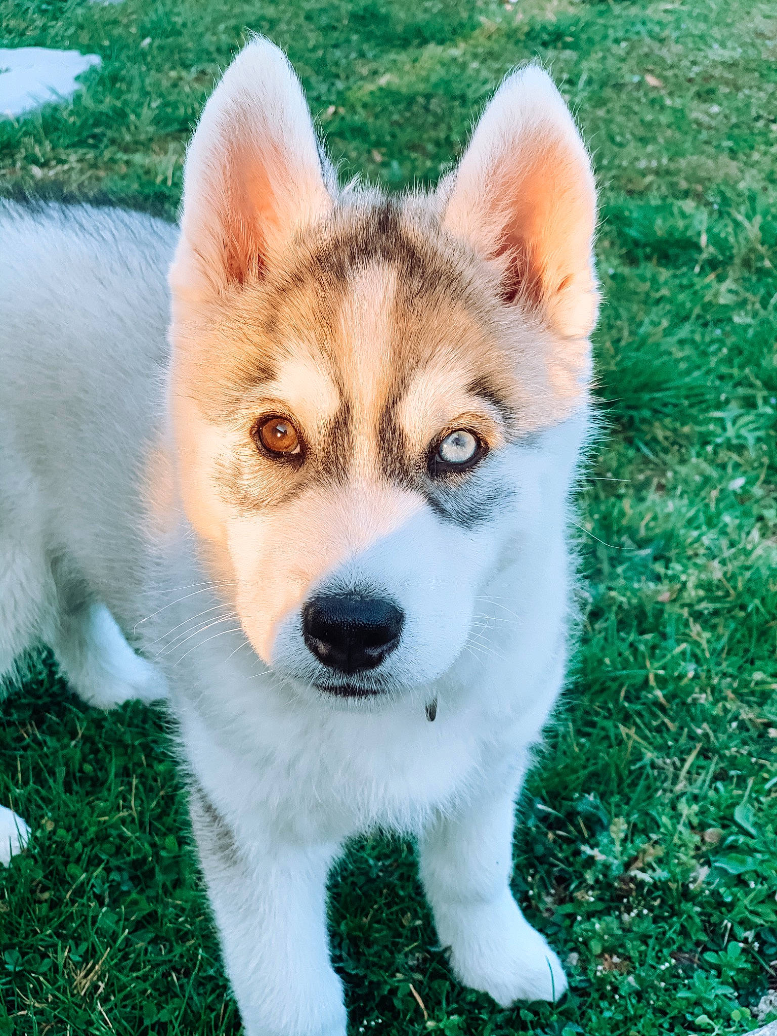 Rolly participe au concours pour gagner de l'argent avec cette photo : ancient_dog_breeds, canidae, carnivore, collar, companion_dog, dog, dog_breed, eye, fawn, fur, grass, non_sporting_group, snout, sporting_group, tail, terrestrial_animal, whiskers, wildlife, working_animal, working_dog