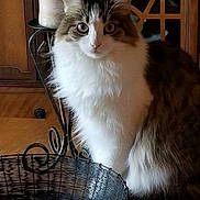 Everly Sailor is registered to the contest to win money with this photo: angora, animal, art, basket, candle, cat, chair, floorlamp, furniture, hardwood, kitten, lamp, manx, pet, plant, pottedplant, stainedwood, table, tablelamp, wood