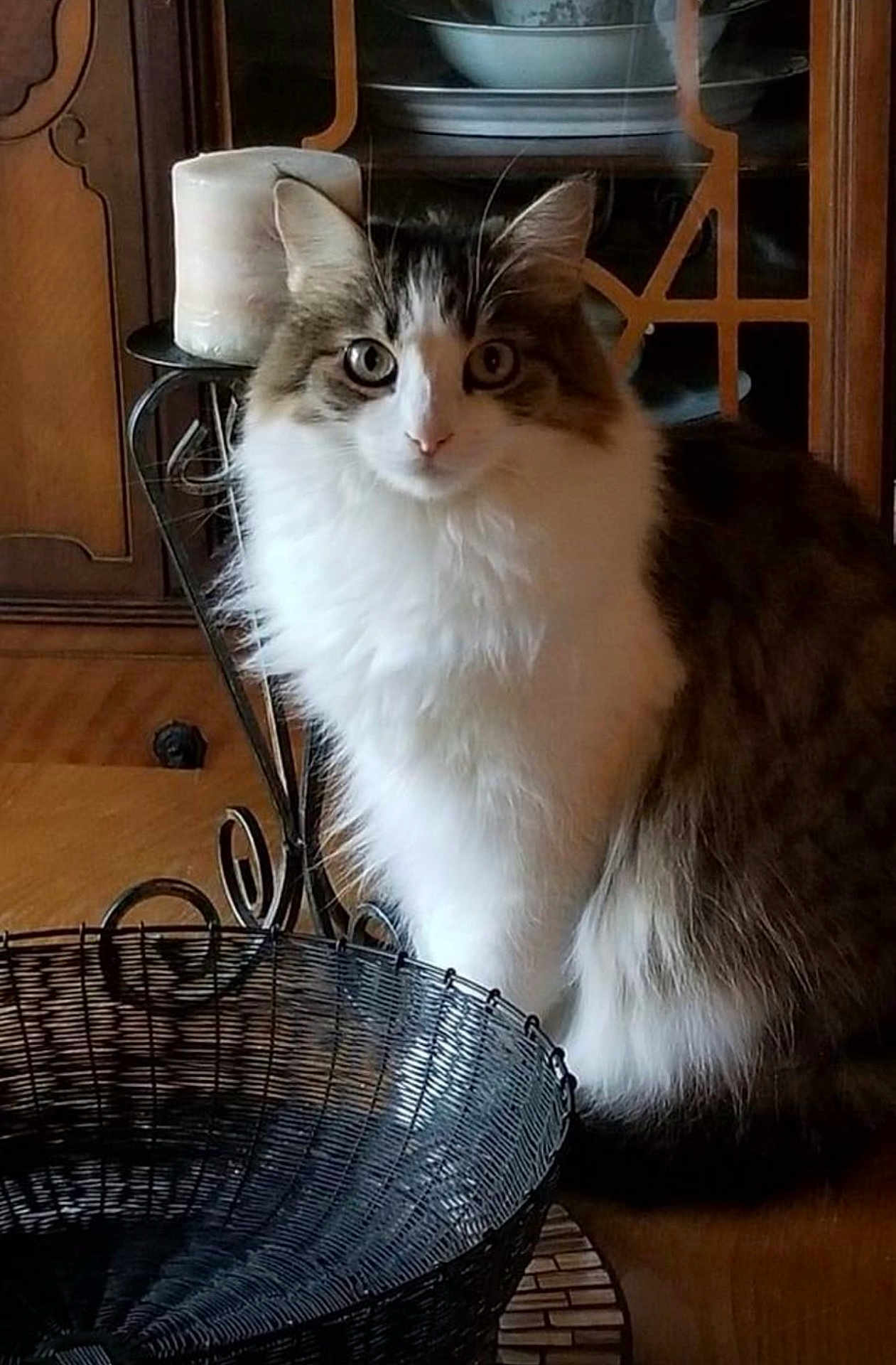 Everly Sailor is registered to the contest to win money with this photo: angora, animal, art, basket, candle, cat, chair, floorlamp, furniture, hardwood, kitten, lamp, manx, pet, plant, pottedplant, stainedwood, table, tablelamp, wood