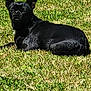 dog, black_dog, grass, lawn, outdoor, pet, animal, sunlight, relaxed, alert, ears_up, nature, canine, summer, daytime, mammal, fur, resting, greenery, small_dog