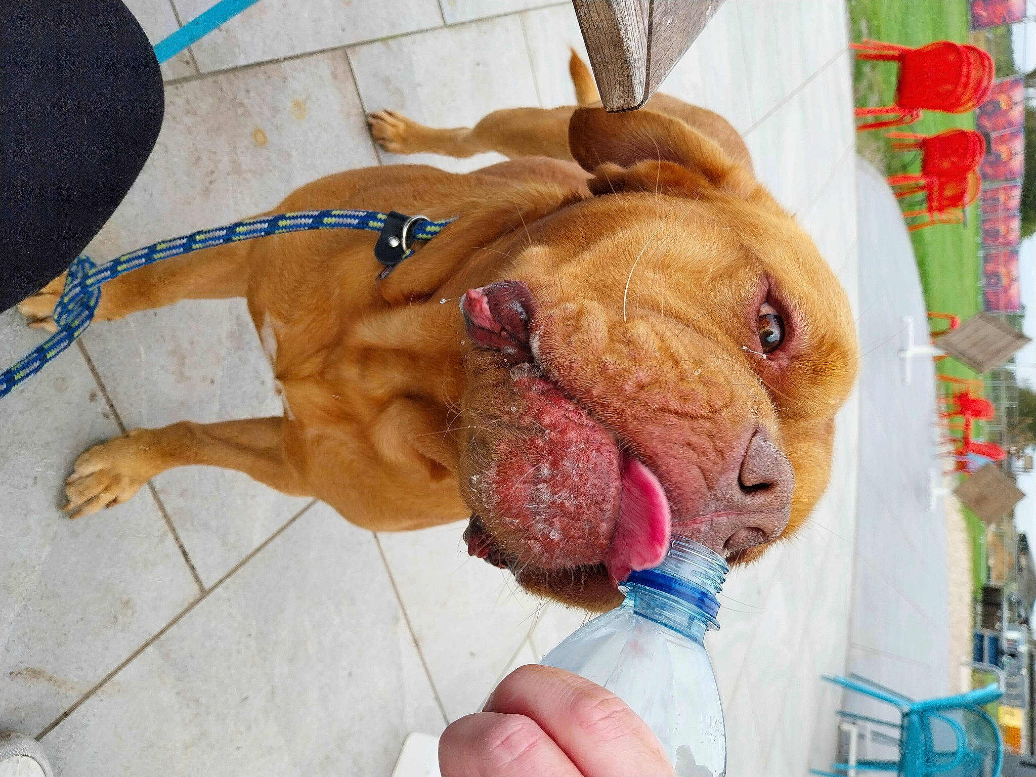 Hugo is registered to the contest to win money with this photo: carnivore, collar, companion_dog, dog, dog_breed, dog_collar, dog_supply, ear, fawn, fur, gesture, liver, mammal, paw, pet_supply, shar_pei, snout, sporting_group, working_animal, wrinkle