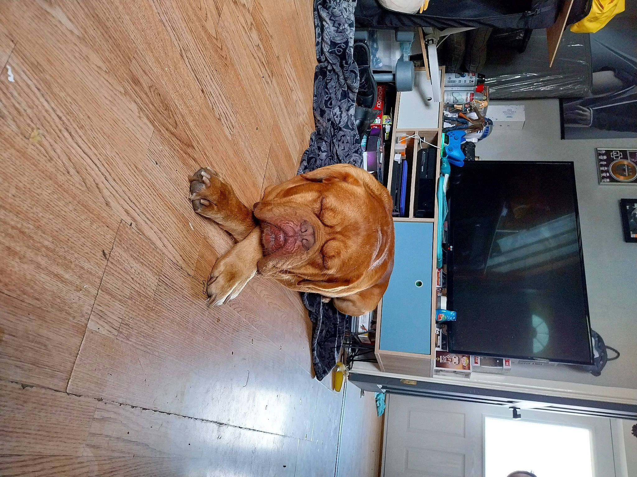 Hugo joined the competition — help win amazing prizes! canidae, carnivore, electrical_wiring, felidae, food, hardwood, liver, machine, meat, room, small_to_medium_sized_cats, sporting_group, television, wood