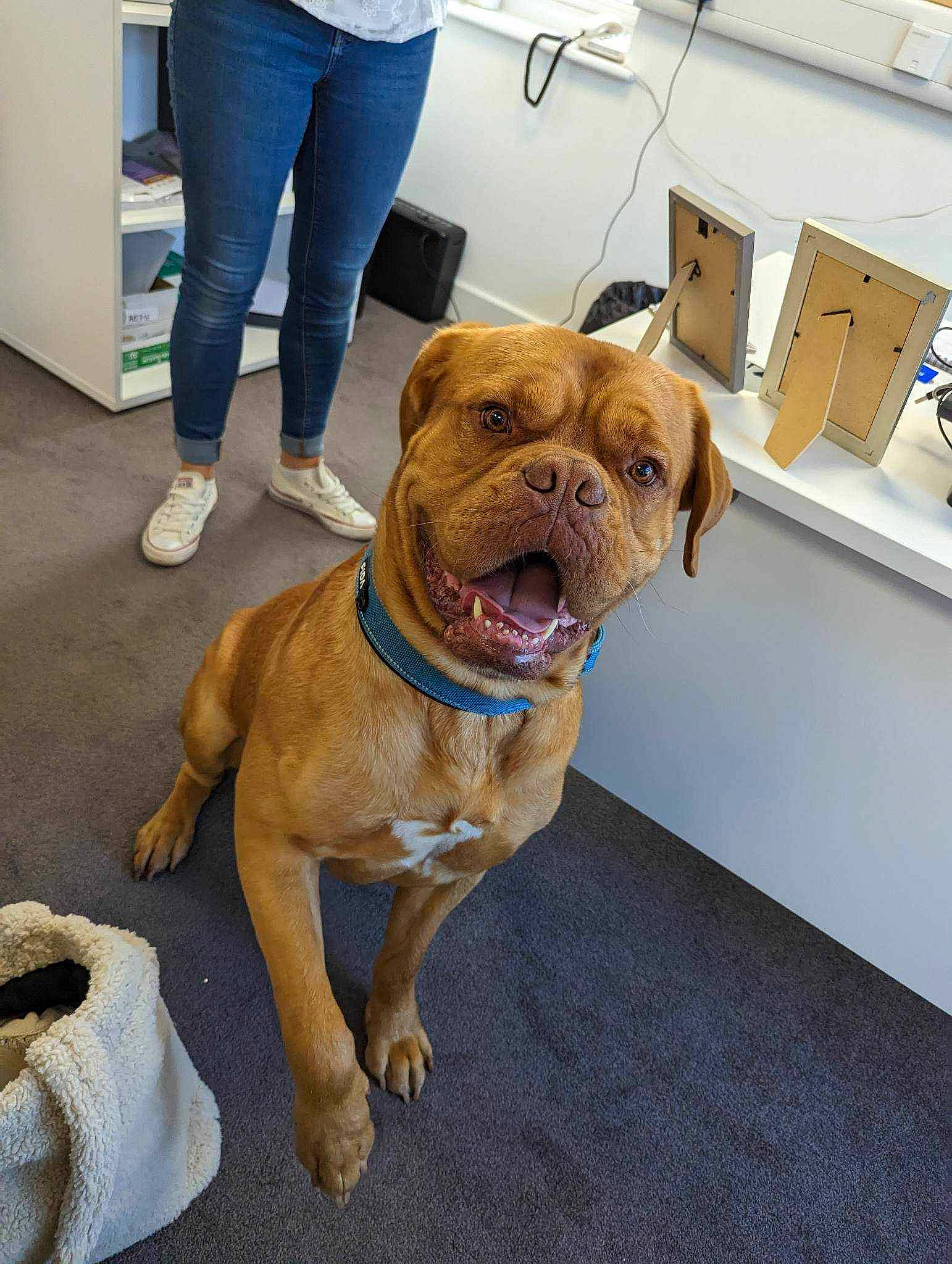 Hugo joined the competition — help win amazing prizes! bulldog, carnivore, collar, companion_dog, dog, dog_breed, dog_collar, fawn, floor, flooring, human_leg, leash, molosser, non_sporting_group, pet_supply, shipping_box, snout, working_animal, working_dog, wrinkle